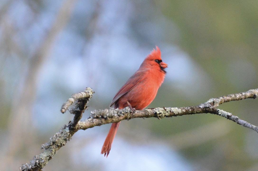 Northern Cardinal - ML327090501