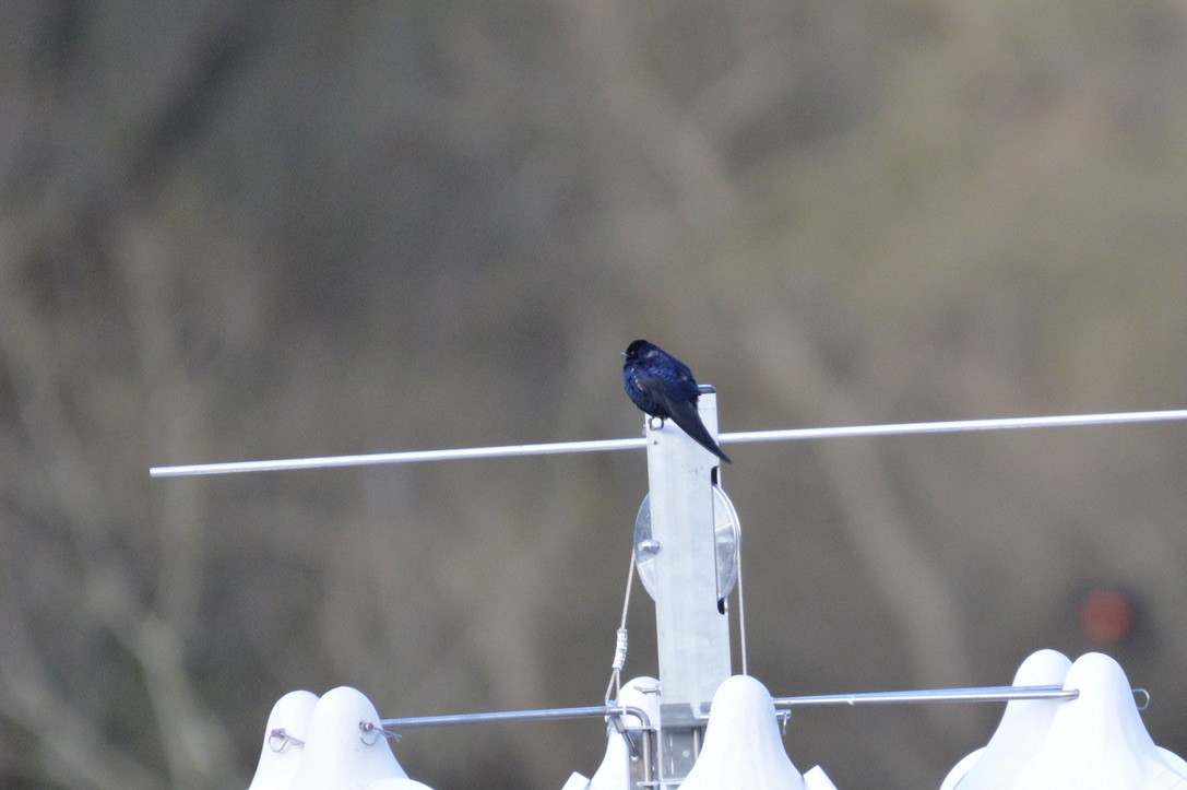 Purple Martin - ML327090561