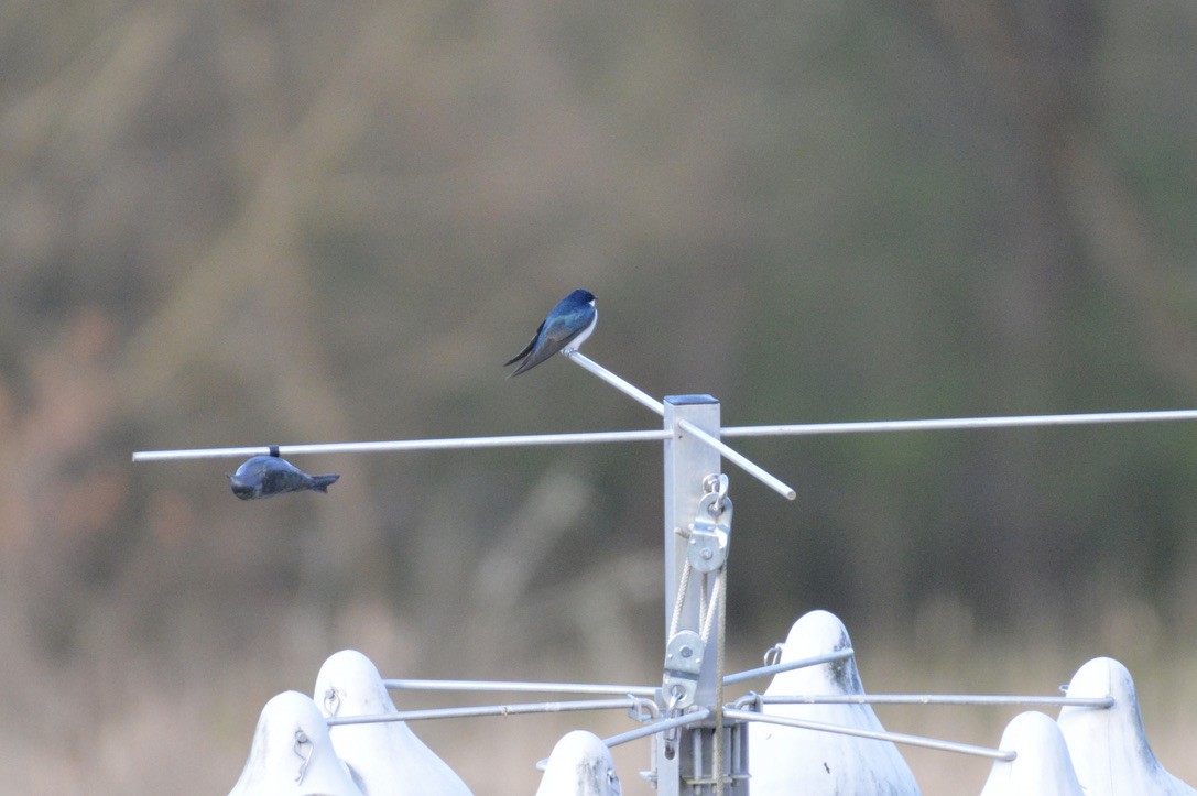 Tree Swallow - ML327090611