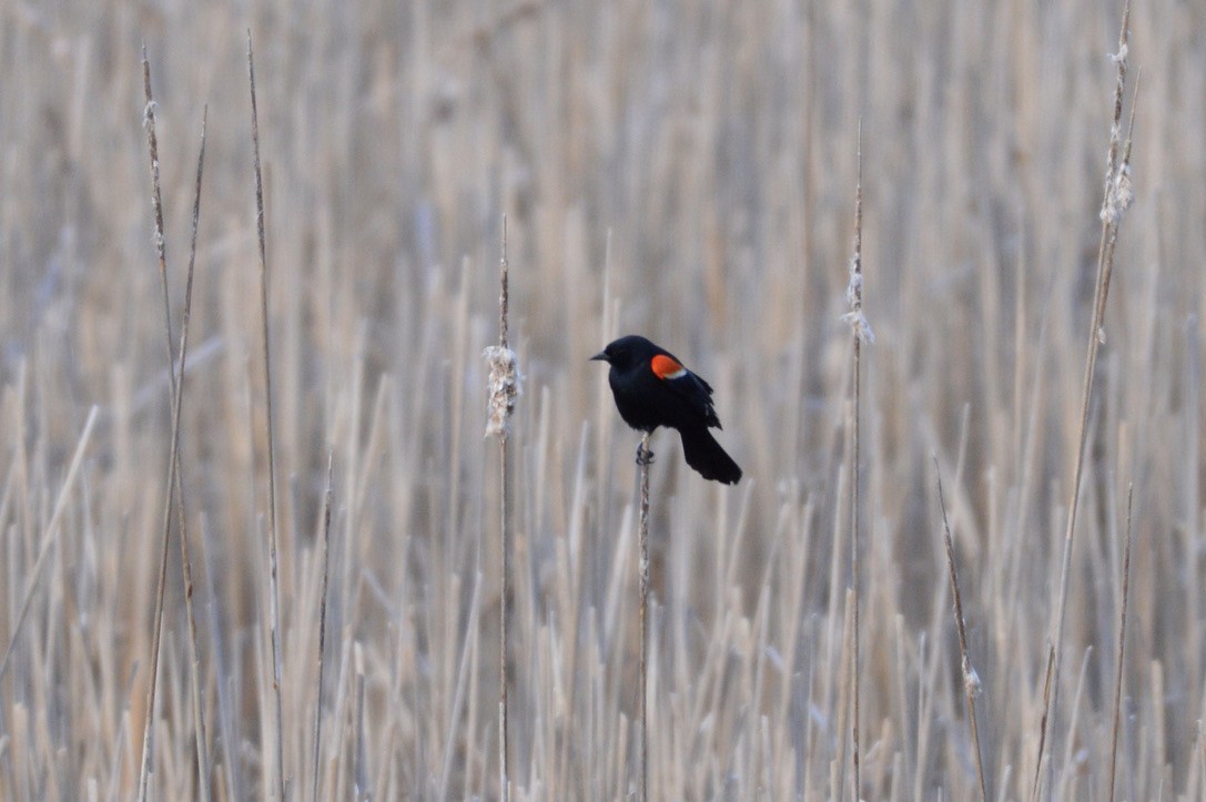 Red-winged Blackbird - ML327090641