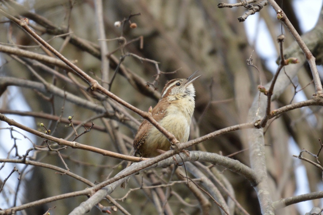 Carolina Wren - ML327090741