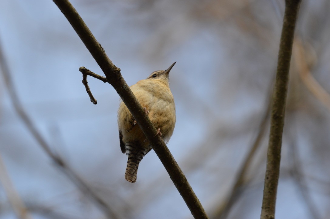 Carolina Wren - ML327090781
