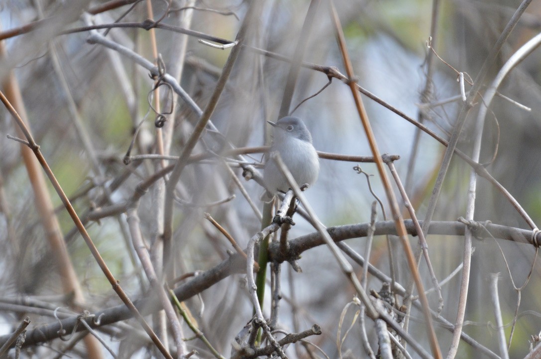 Blue-gray Gnatcatcher - ML327090821