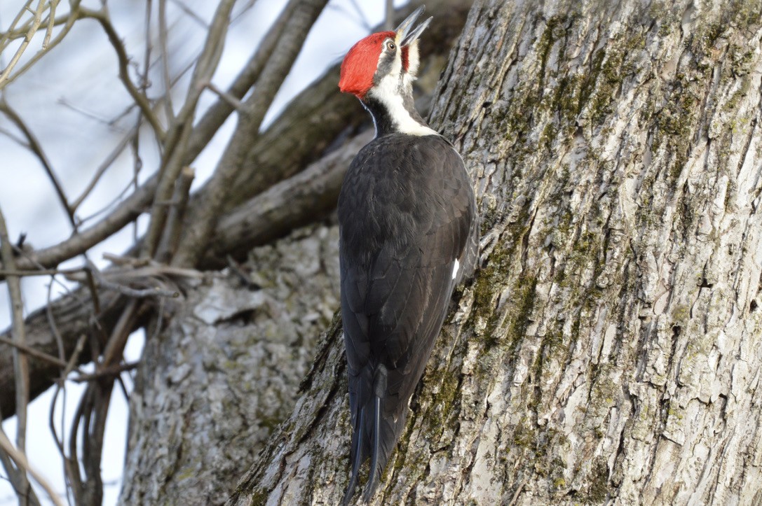 Pileated Woodpecker - ML327090891