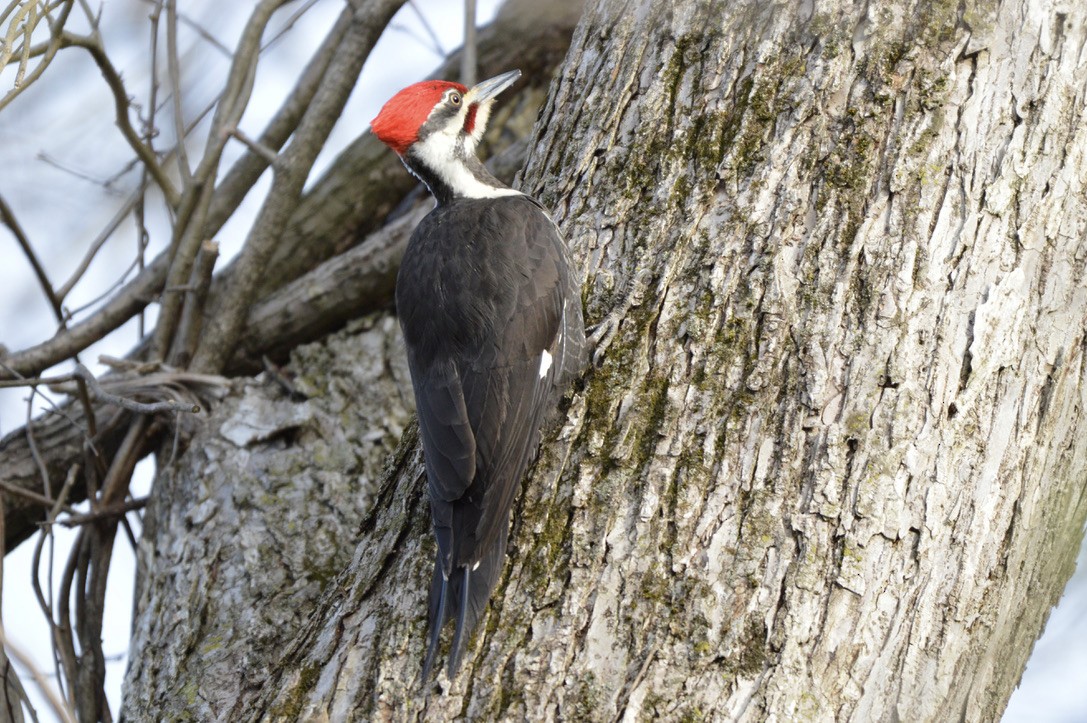 Pileated Woodpecker - ML327090901