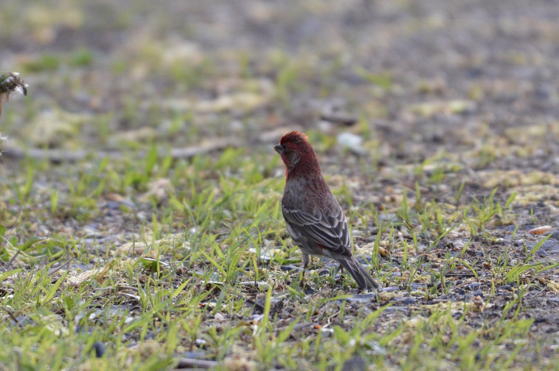House Finch - ML327090951