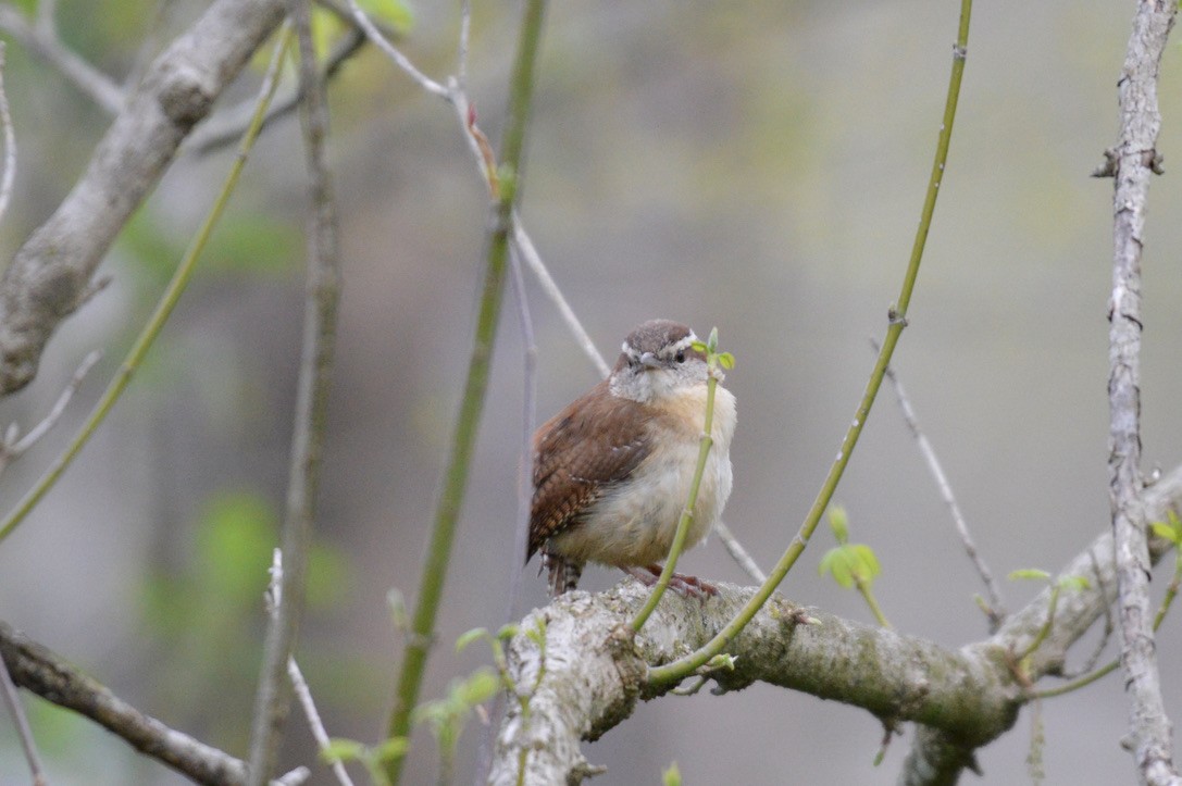 Carolina Wren - ML327091011