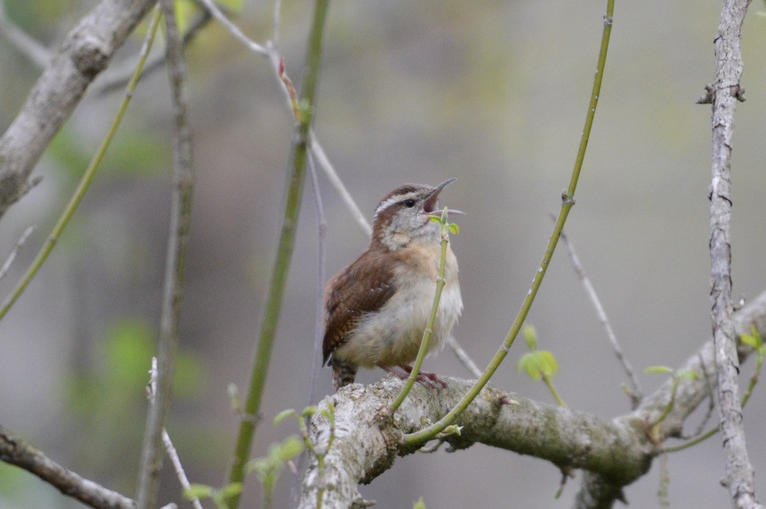 Carolina Wren - ML327091021