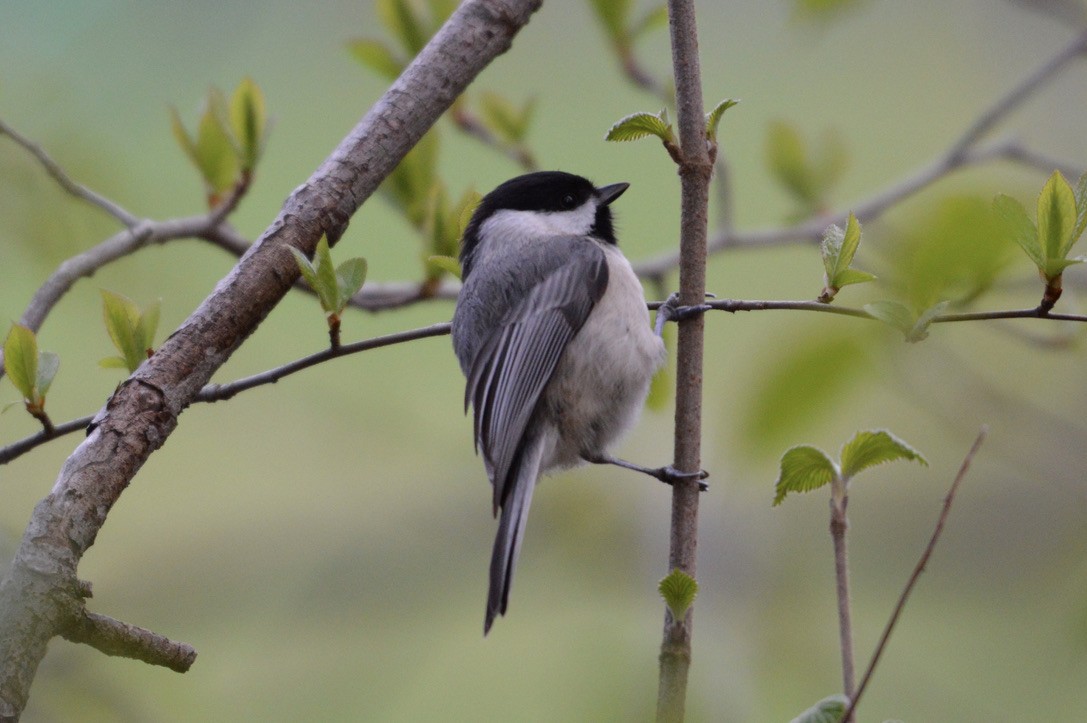 Carolina/Black-capped Chickadee - ML327091441