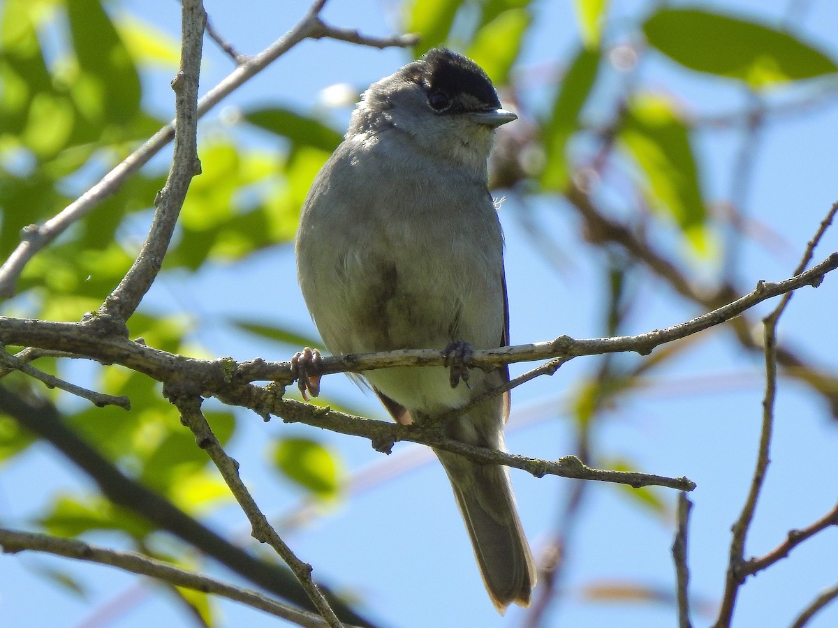 Eurasian Blackcap - ML327091551