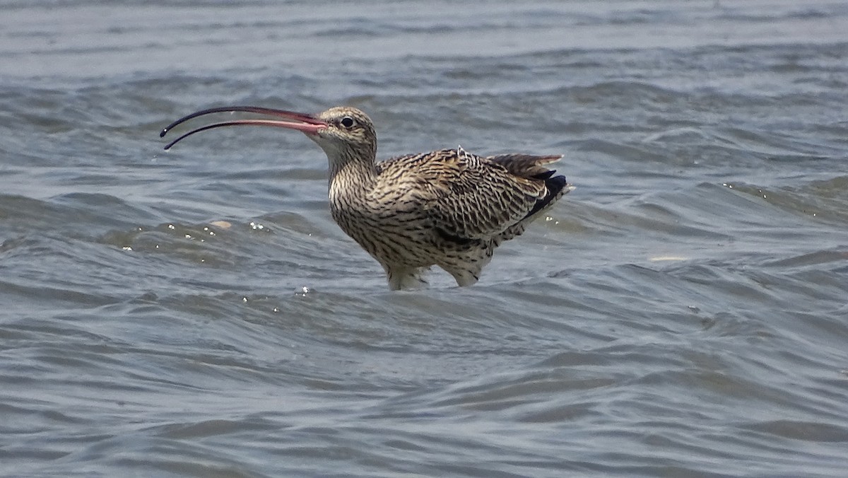 Far Eastern Curlew - Kim Cancino