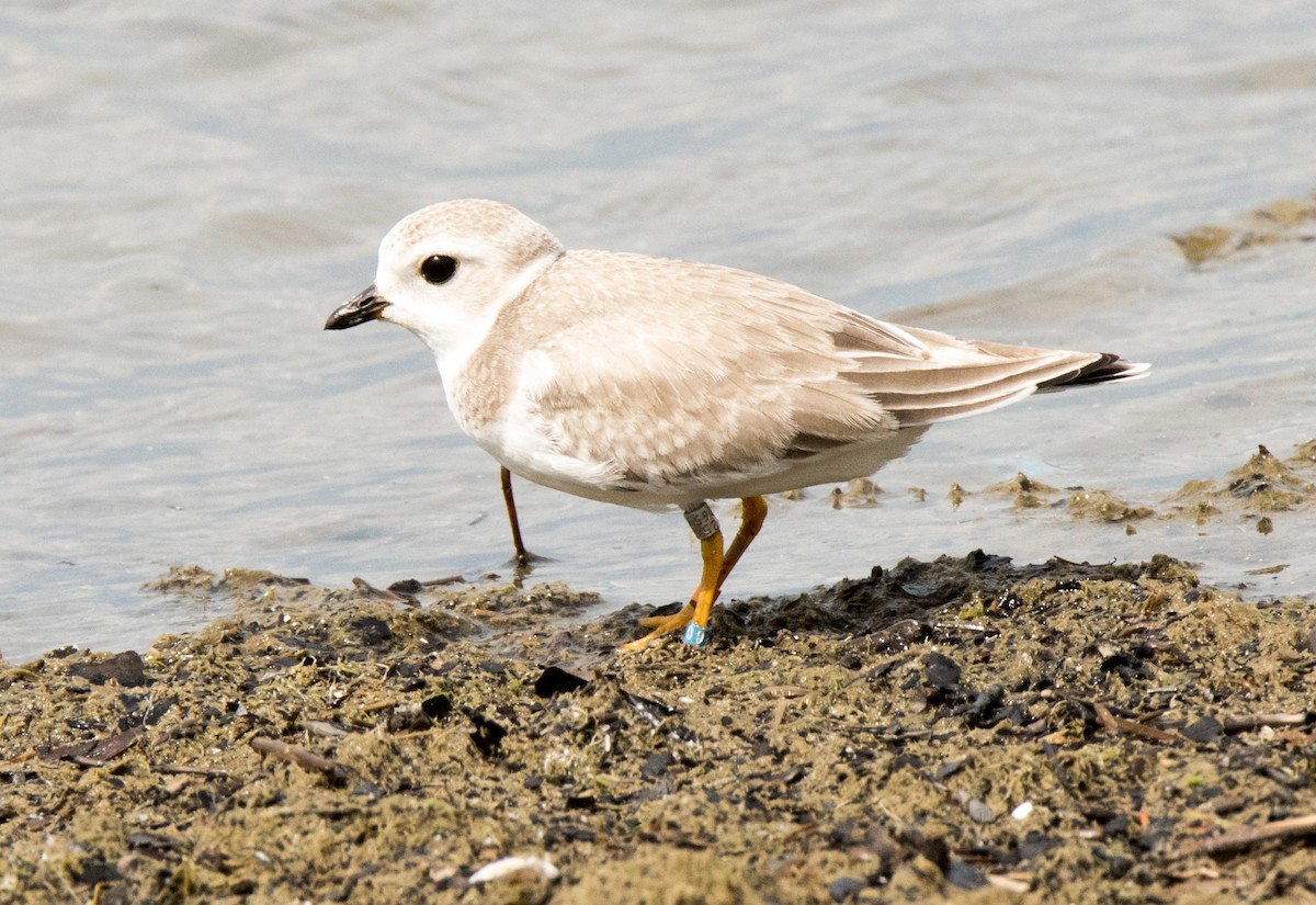 Piping Plover - ML32709191