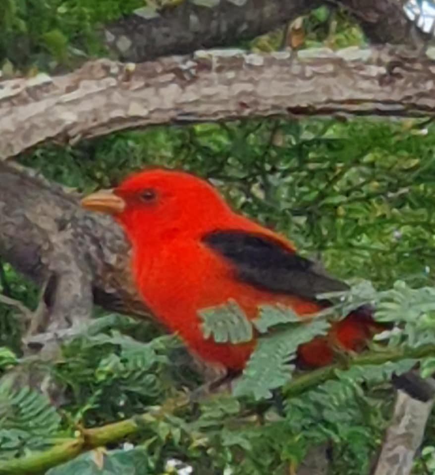 Scarlet Tanager - Historical Bonaire Data