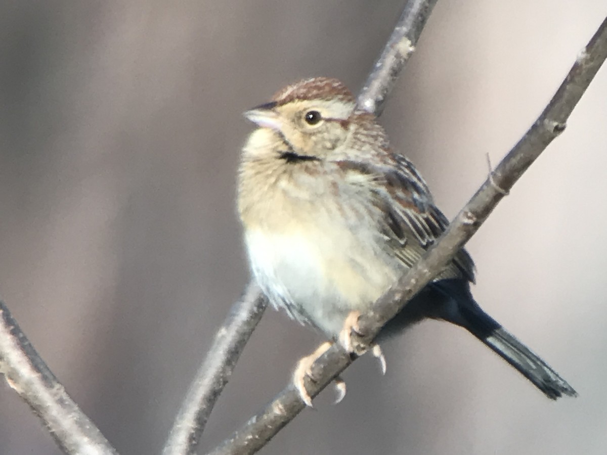 Bachman's Sparrow - ML327094381