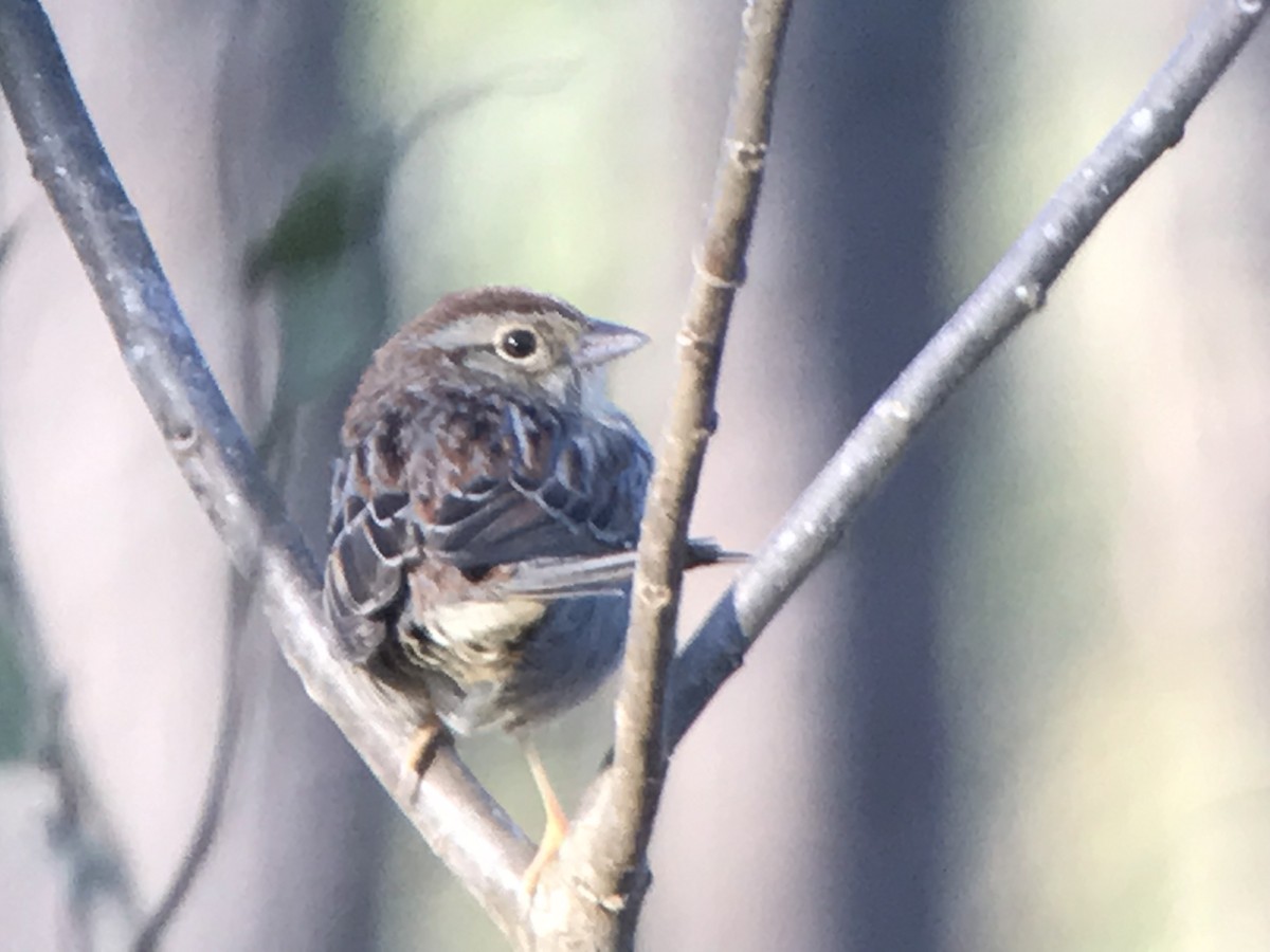 Bachman's Sparrow - ML327094391