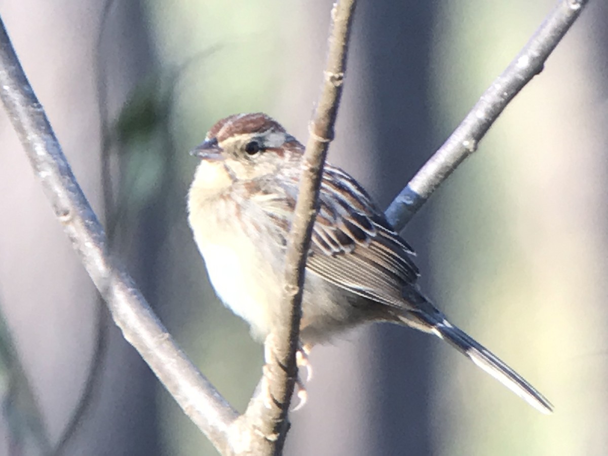 Bachman's Sparrow - ML327094401