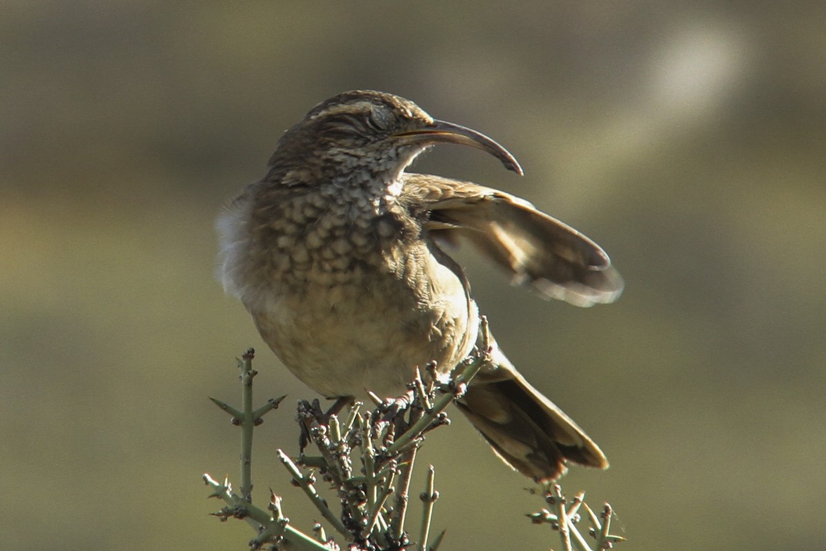 Scale-throated Earthcreeper - ML327094551