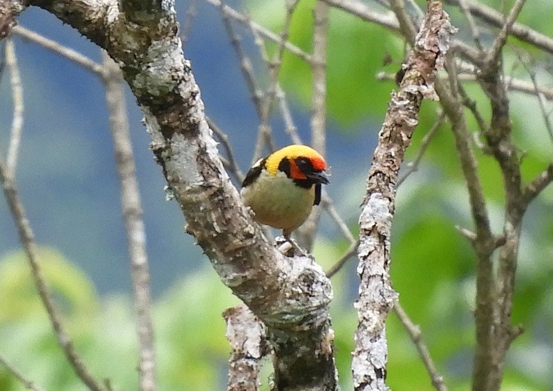 Flame-faced Tanager (Flame-faced) - ML327094641