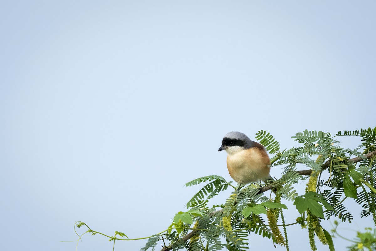 Long-tailed Shrike - Murthy Putrevu