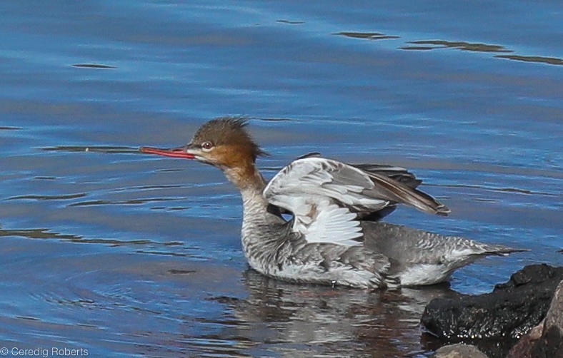 Red-breasted Merganser - ML327097571