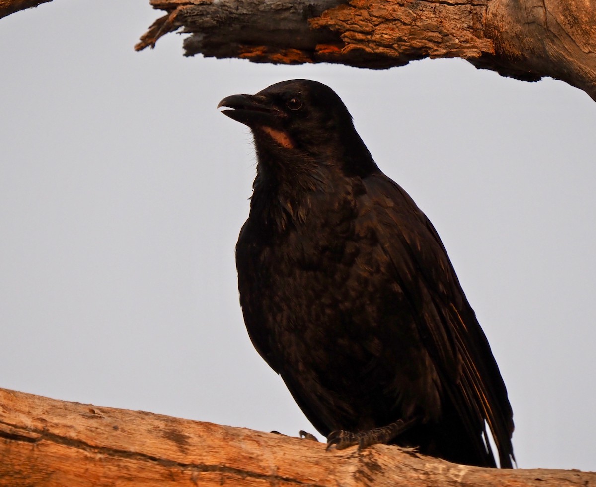 Australian Raven - ML327098751