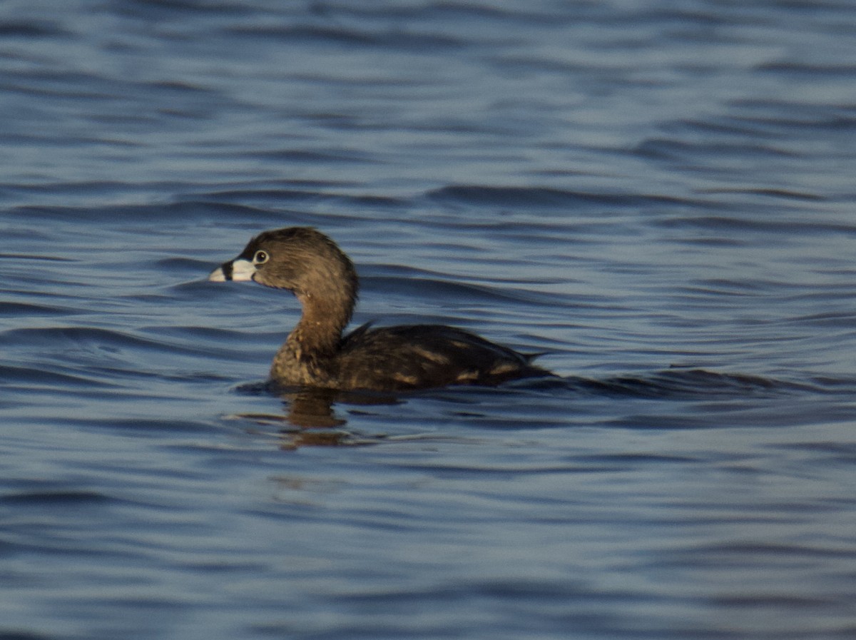 Pied-billed Grebe - ML327100521