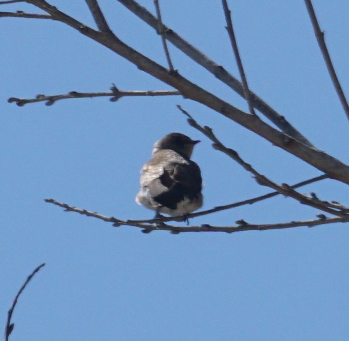 Northern Rough-winged Swallow - Chris Wilson