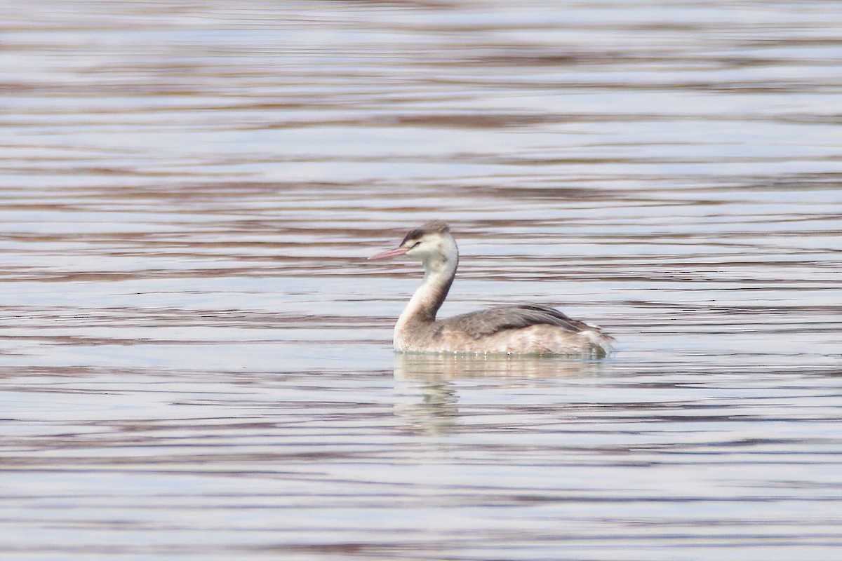 Great Crested Grebe - ML327101421