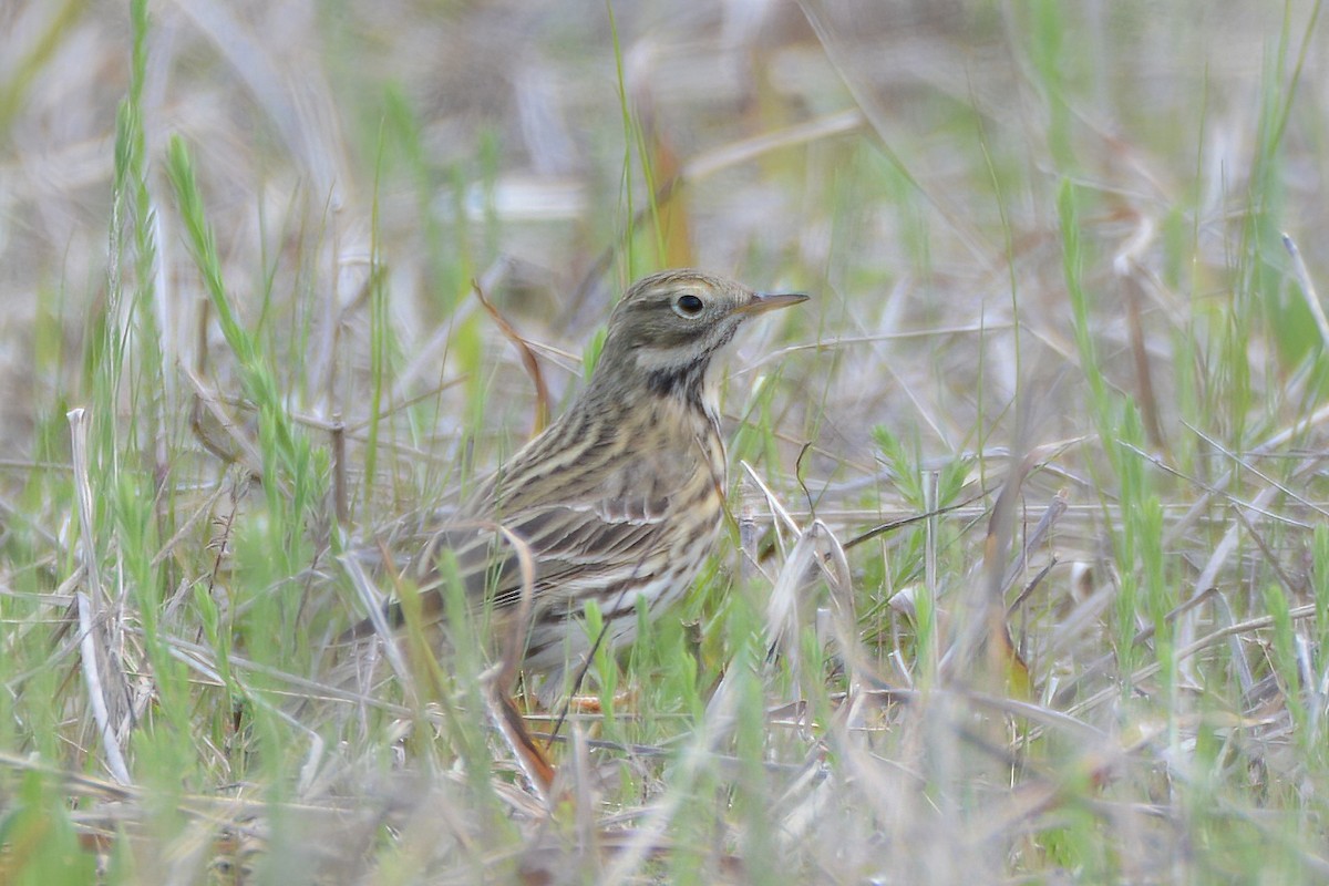 Meadow Pipit - ML327102001