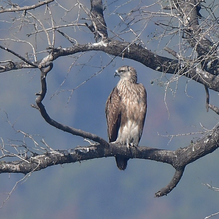 orel rybožravý - ML327102021