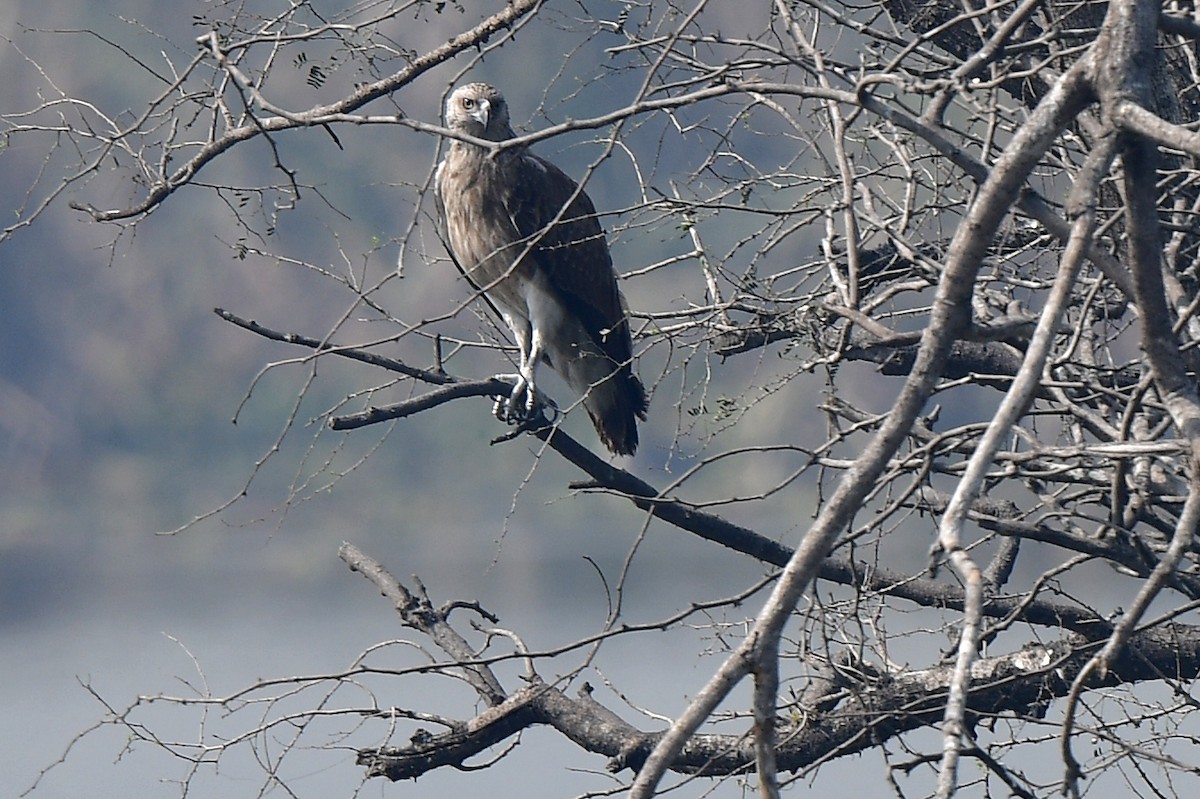 orel rybožravý - ML327102041