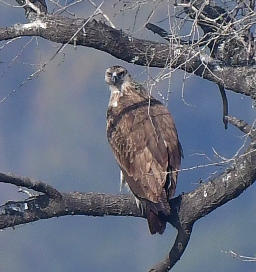 orel rybožravý - ML327102071