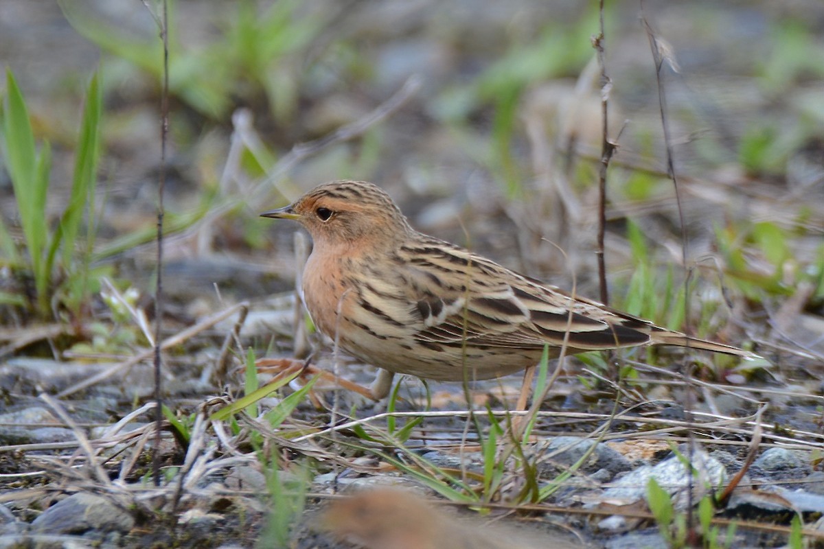 Red-throated Pipit - ML327102141