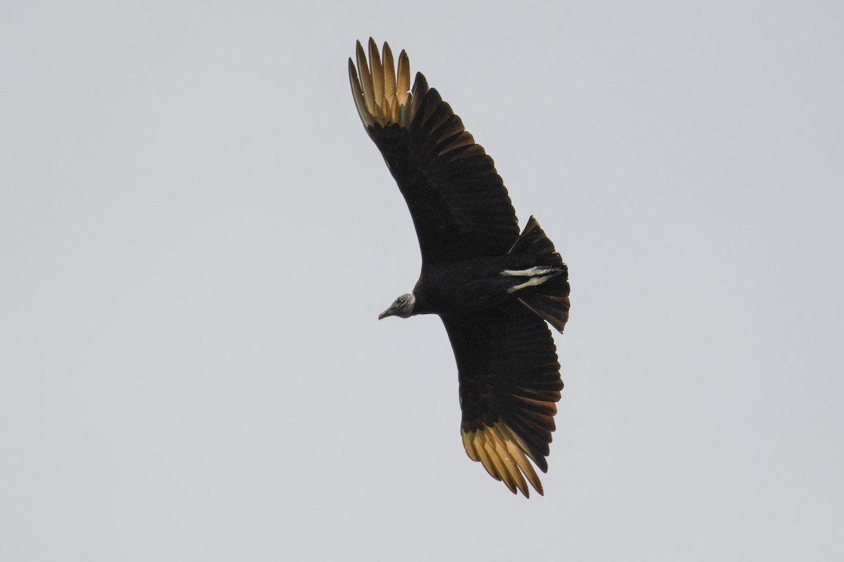 Black Vulture - ML327102151