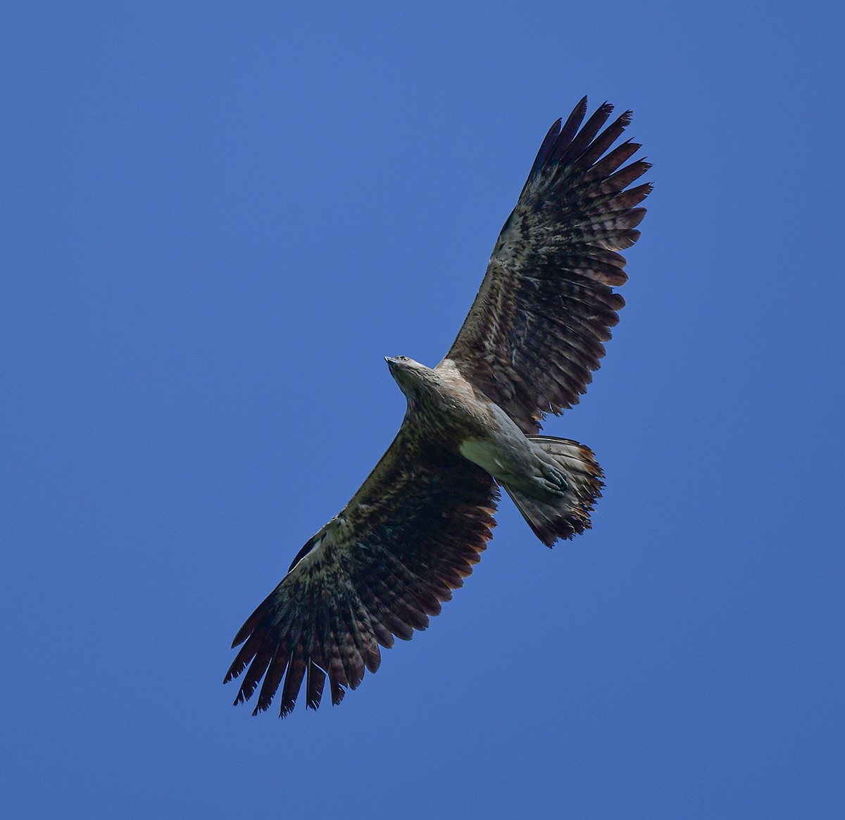 orel rybožravý - ML327103581