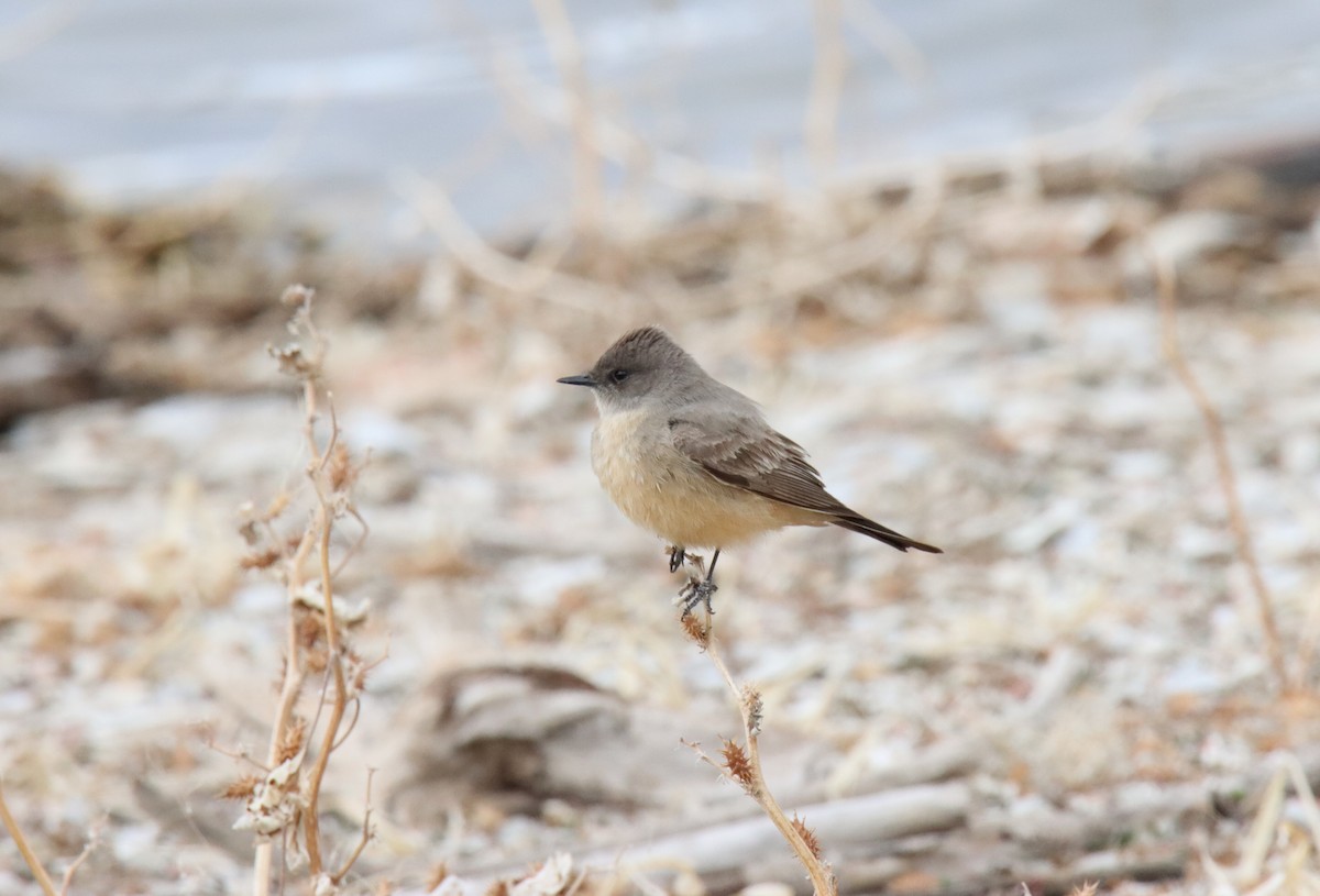 Say's Phoebe - ML327104161