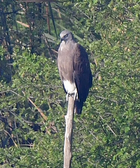 orel rybožravý - ML327104621