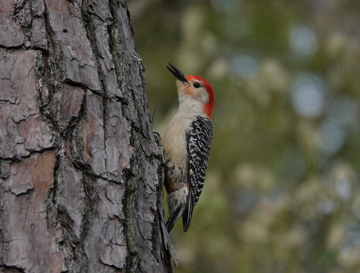 Red-bellied Woodpecker - ML327107181