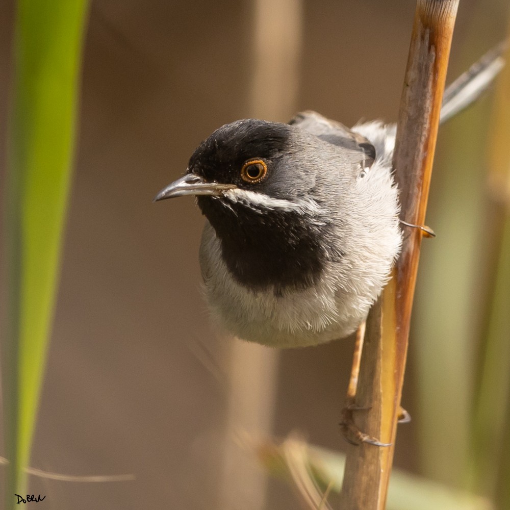 Rüppell's Warbler - Dobrin Botev