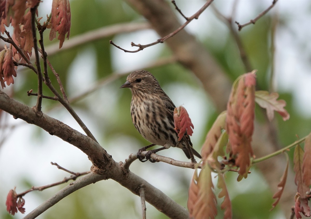 Pine Siskin - Mark Goodwin