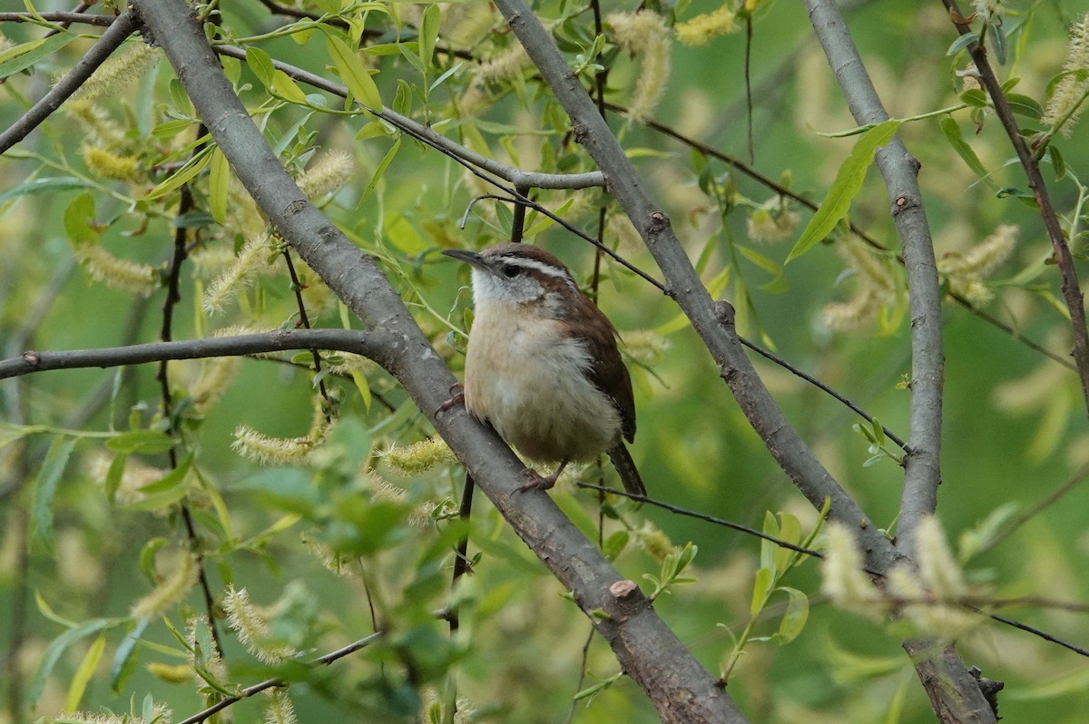Carolina Wren - ML327107481