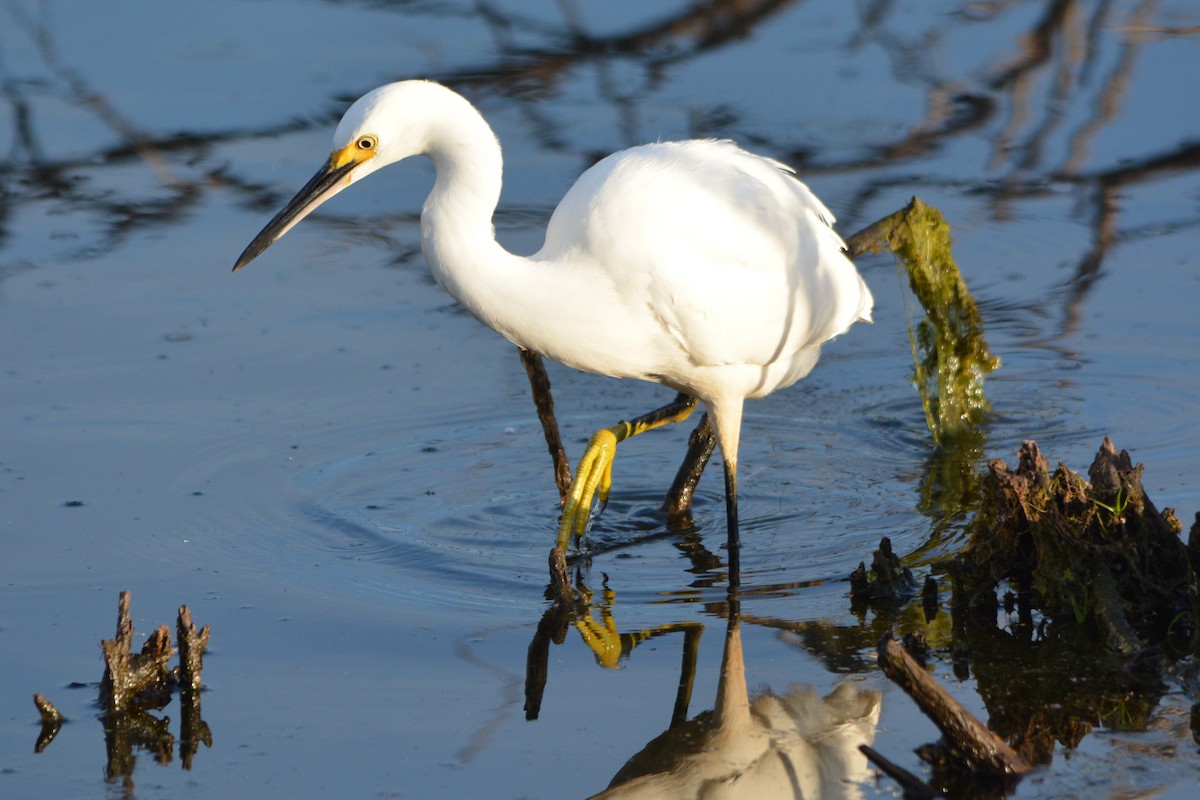 Snowy Egret - ML32710901