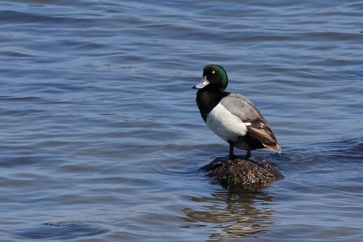 Greater Scaup - ML327110141