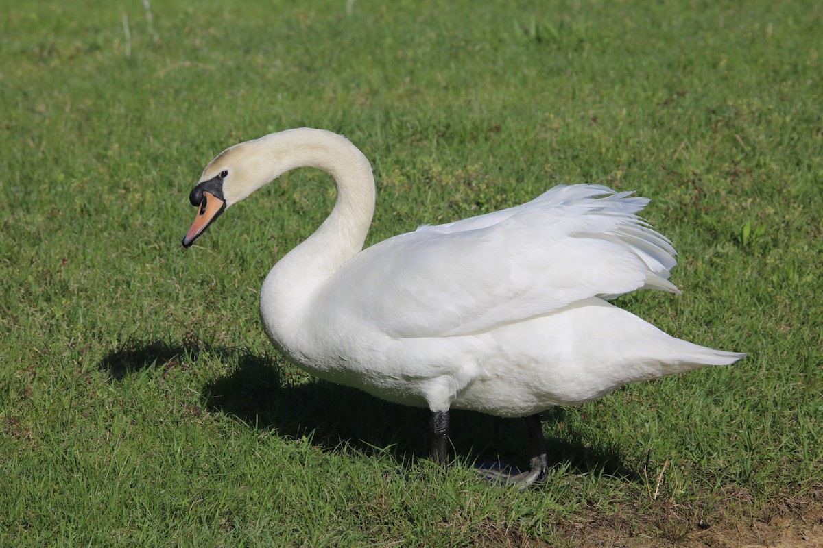 Mute Swan - Johannes Hogrefe