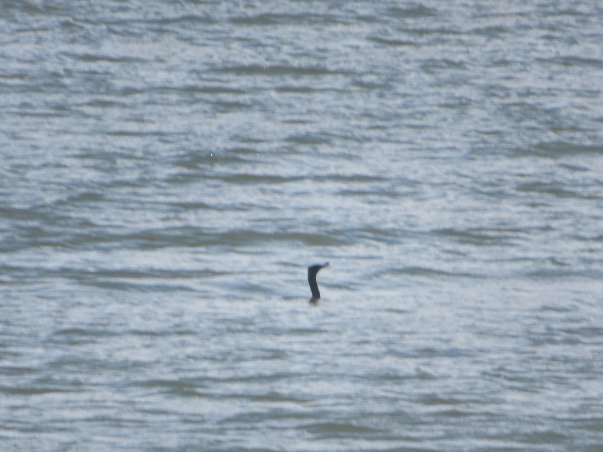 Double-crested Cormorant - ML327112311