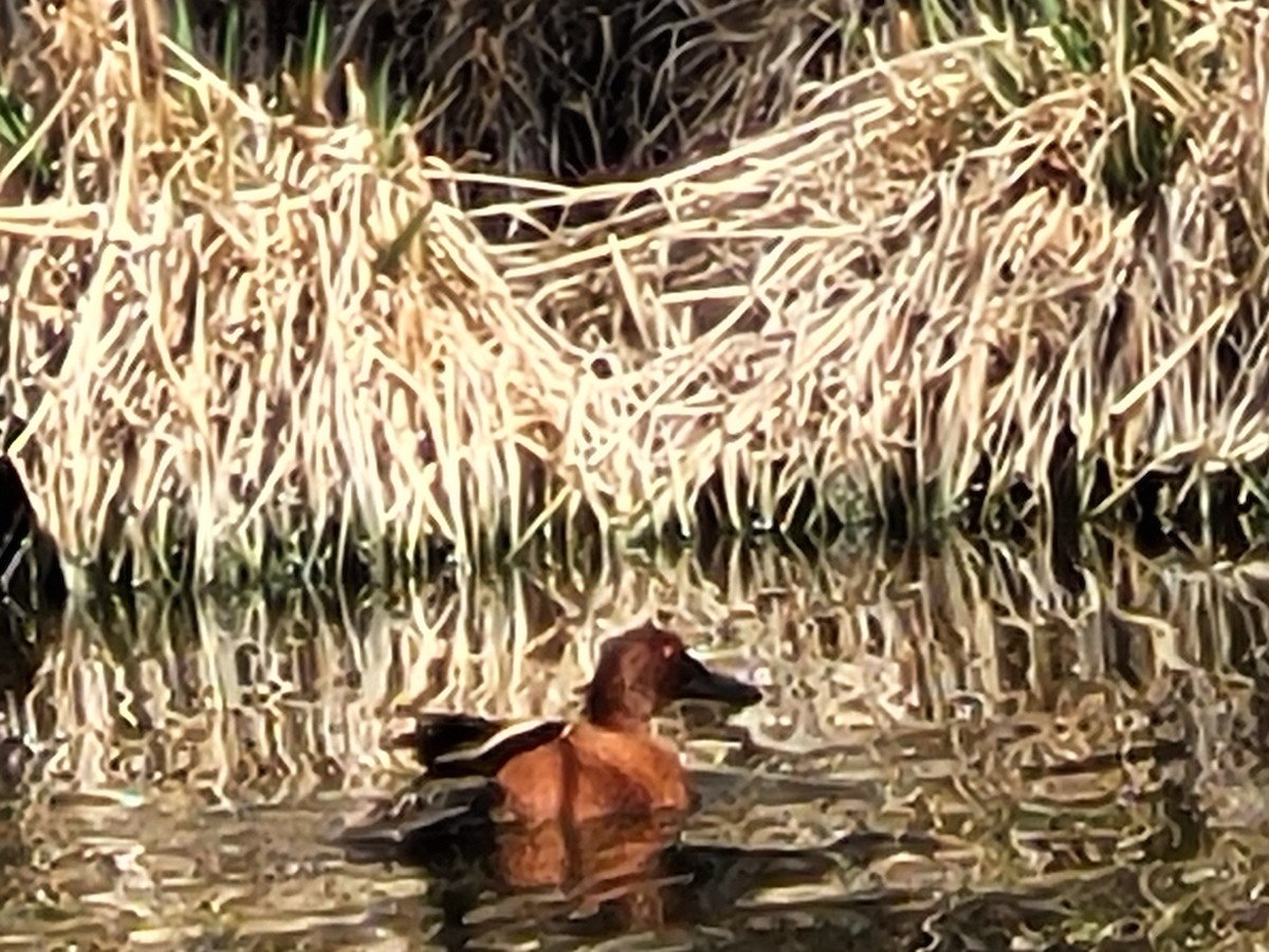 Cinnamon Teal - ML327112521