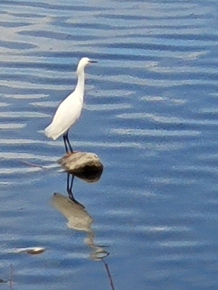 Snowy Egret - ML327113341