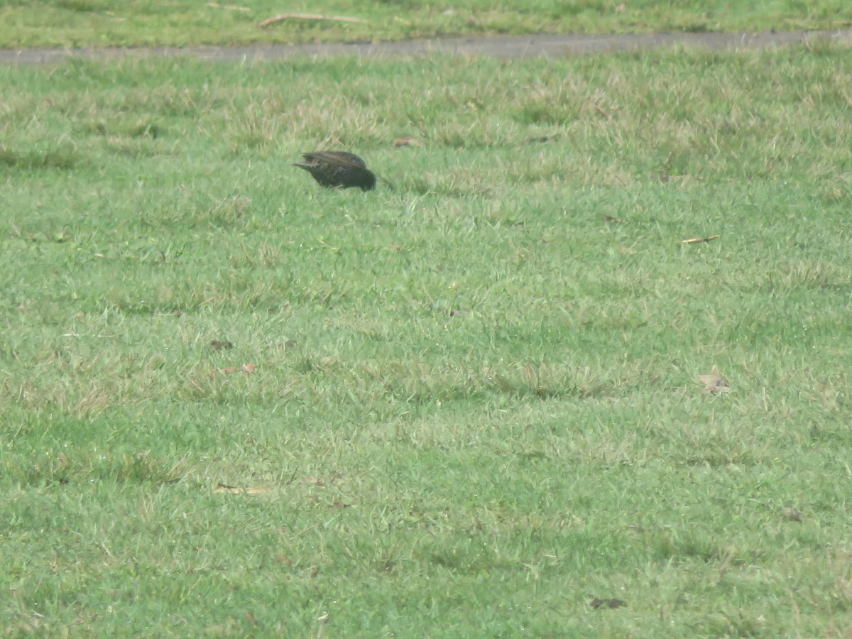 European Starling - ML327113381