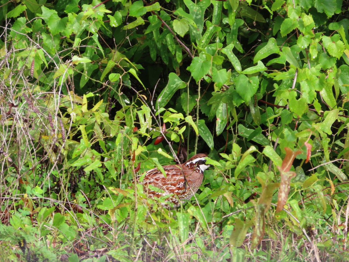 Northern Bobwhite - ML327115591