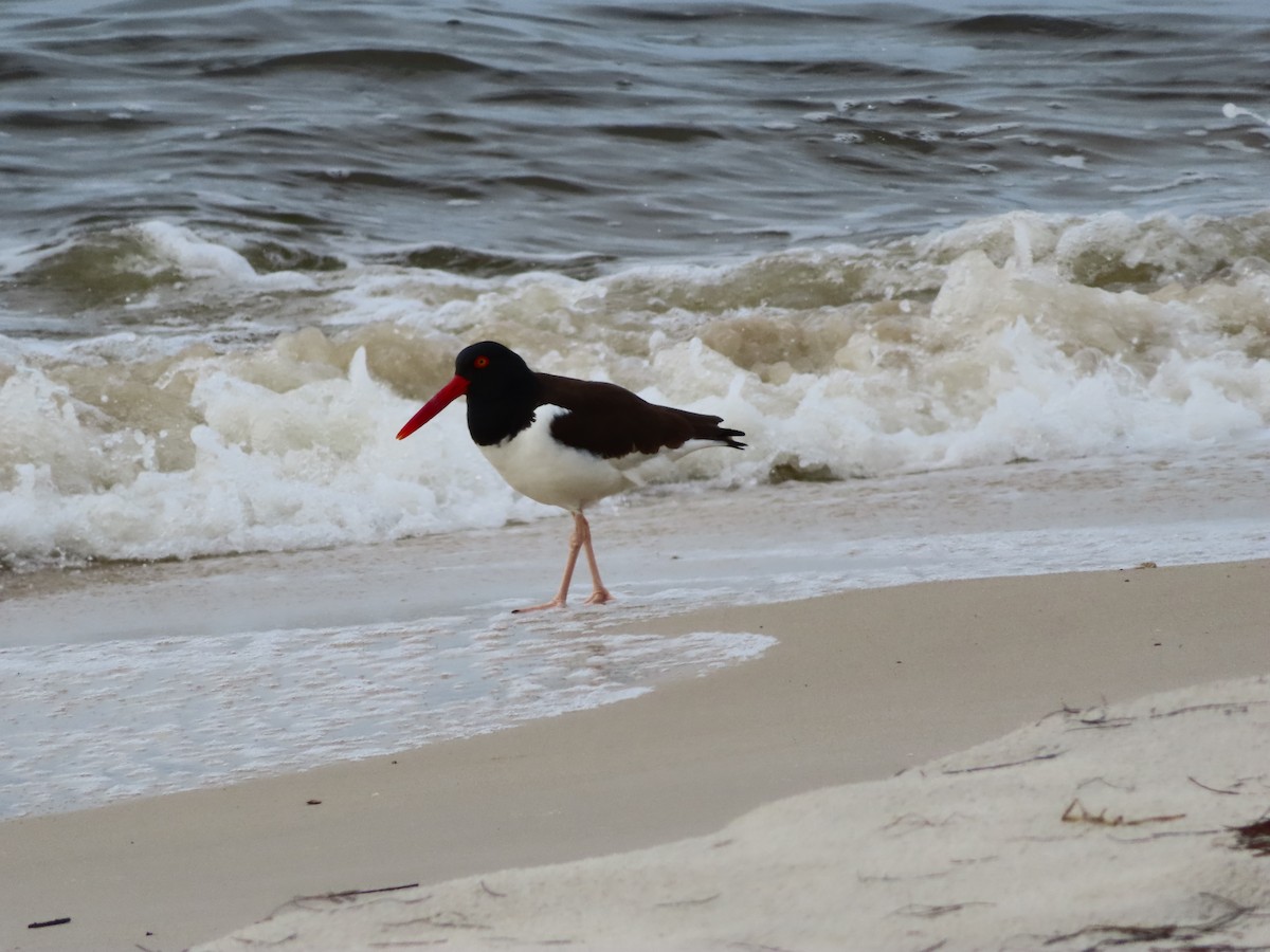 American Oystercatcher - ML327115611